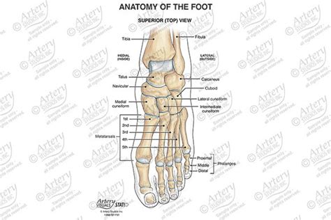 Anatomy Of The Foot Superior Artery Studios Medical Legal Visuals