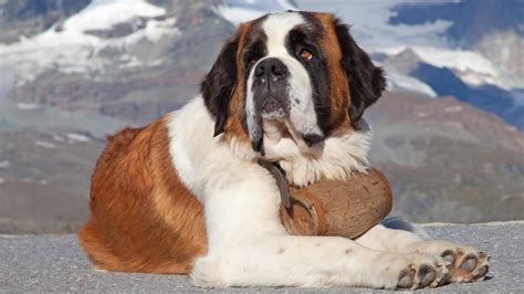 These Are The Most Popular Giant Dog Breeds In America Page 6 Of 8