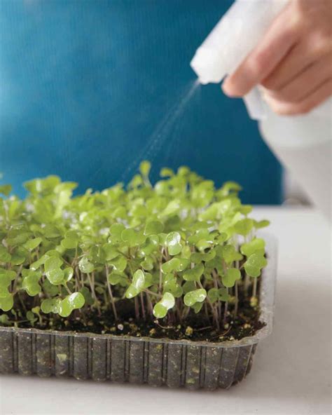 Half Inch Garden Growing Food Indoors Growing Microgreens Growing