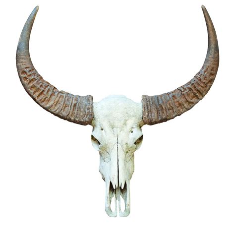 Seriously New Mexico Horn Bull Skull Decal Wallsneedlove Bull