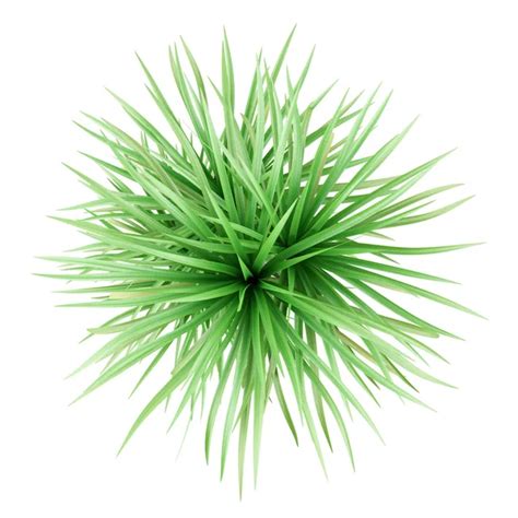 Potted Plant Top View Png Plant Top View Png Image Artificial Plant