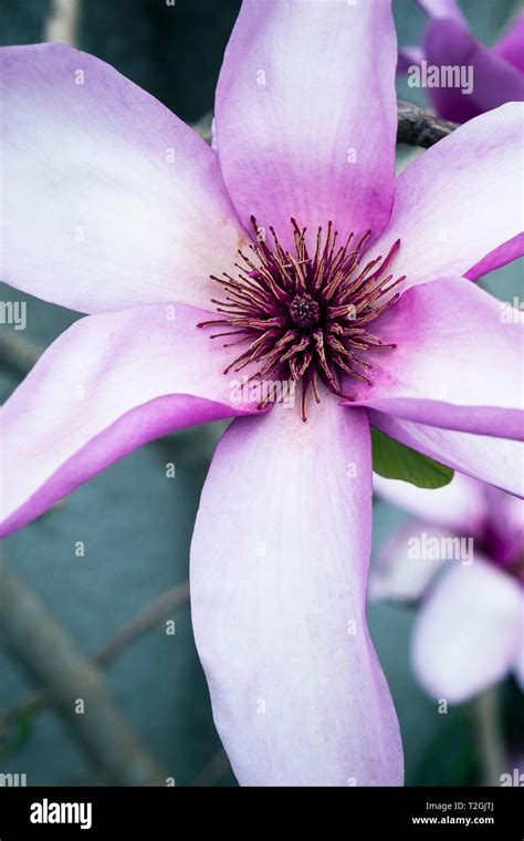 The Magnificent Flowers Of A Magnolia Liliiflora Stock Photo Alamy