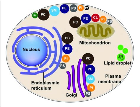 The Distribution Of Major Lipids In Host Organelle Membranes
