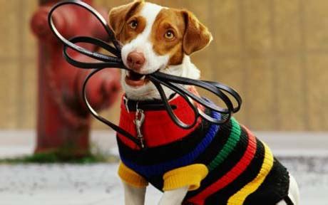 Run a humidifier when the air is dry, especially during cold winter months. Pet advice: dog coats, cat flaps and cats drinking milk ...