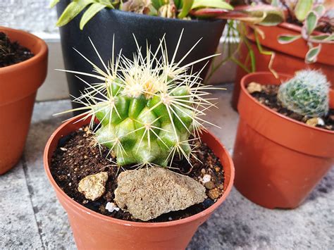 Not all cacti live in the desert. Cactus Yellowing Issues + Fix: What to Do If Your Cactus ...