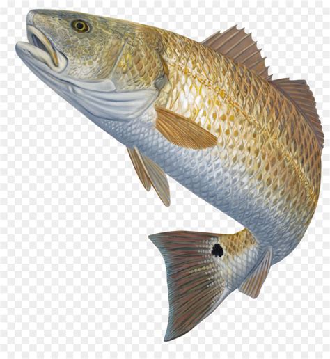 Red Drum Clip Art 10 Free Cliparts Download Images On Clipground 2024