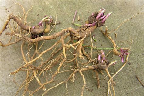 Seneca Snakeroot Northeast School Of Botanical Medicine