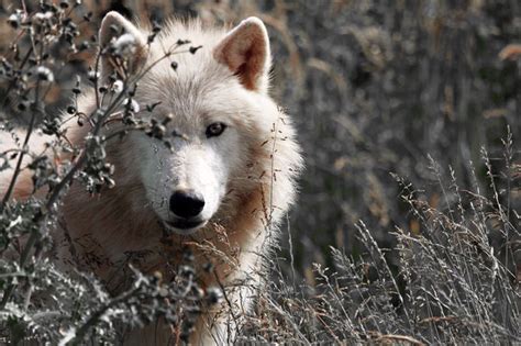 Arctic Wolf Arctic Wolf Wolf Photography Animals