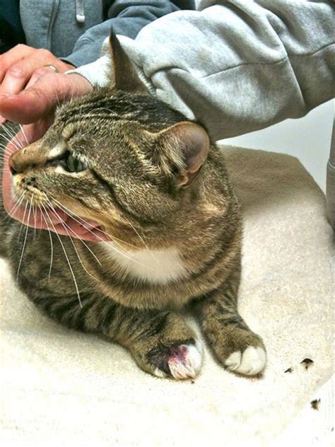 A unique design of these snake bite protecting. Andy Cat
