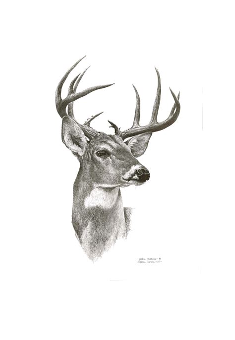 Whitetail Buck Paintings