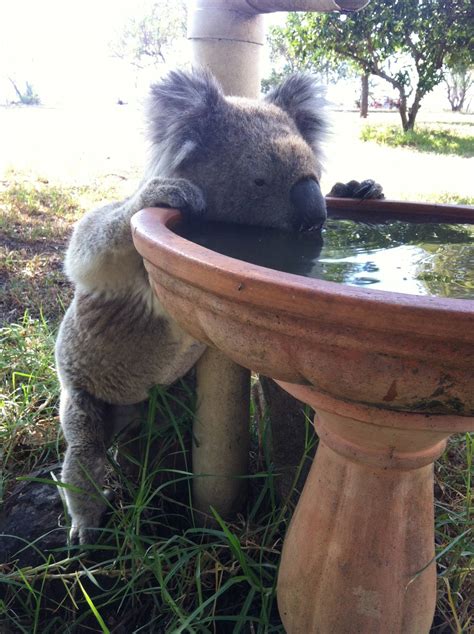 Climate Change Is Turning Koalas To Drink Scientists Find Sbs News
