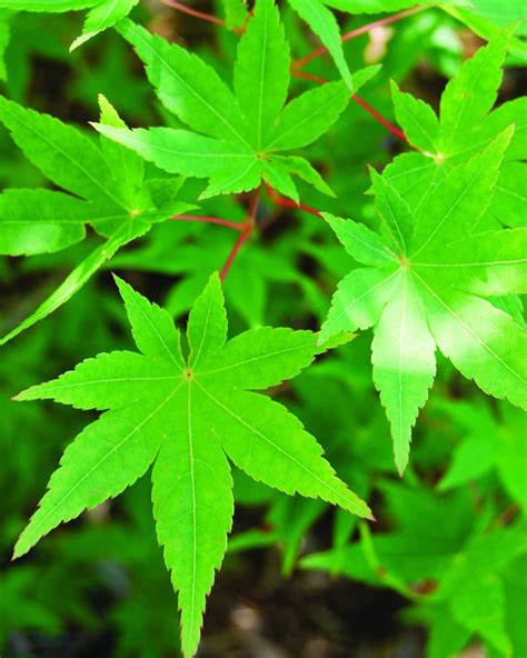Find images of maple leaf. PlantZee: Information on Japanese Maple