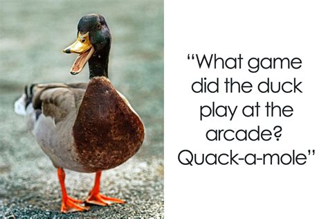131 Duck Jokes That Might Just Quack You Up Bored Panda