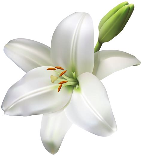 White Lily Flowers Png Transparent