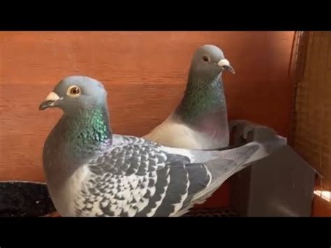 Taking Care Of Racing Pigeons Breeders New Racer Flyer Breeder