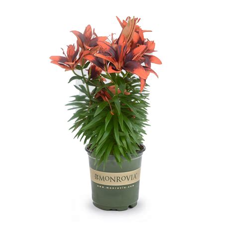 Lily Looks Tiny Ink Asiatic Lily Perennials At