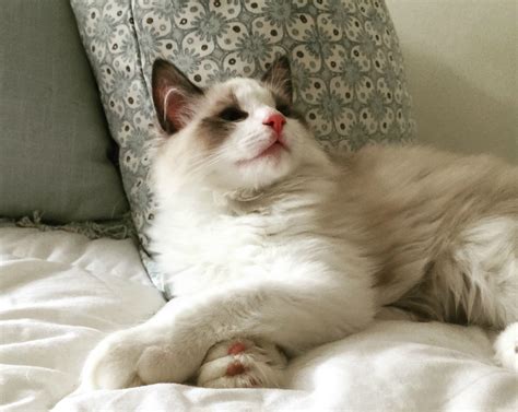 10 Ragdoll Cat Characteristics To Make You Fall Head Over Heels In Love