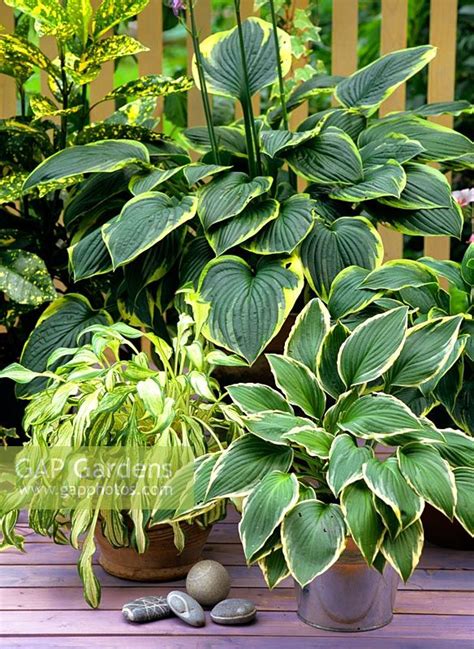 Gap Gardens Hostas In Containers Image No 0086806 Photo By Elke