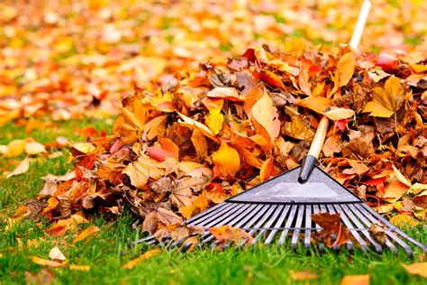 Autumn Lawn Care Tips And Tricks For Keeping Your Yard Healthy