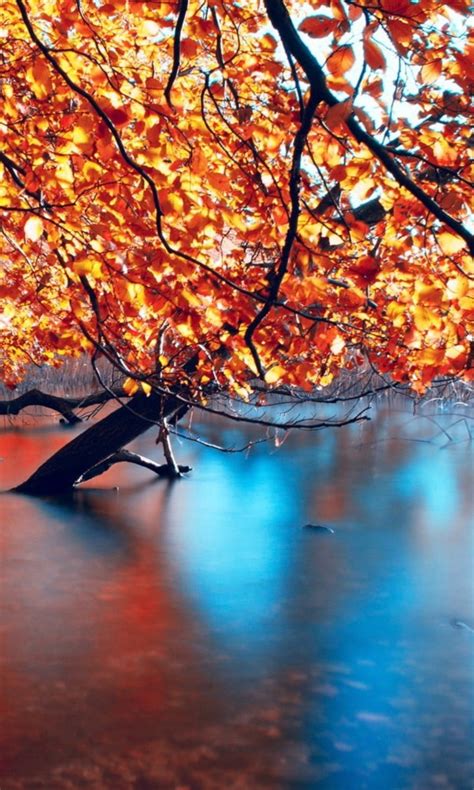 Red Orange Leafed Tree On Body Of Water 4k Hd Nature Wallpapers Hd