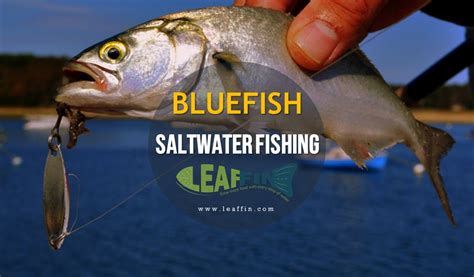 Saltwater Fishing Full Guide To Catching Bluefish Lures And Baits