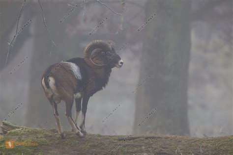 Mufflon Mouflon Ovis Ammon Bild Bestellen Naturbilder Bei