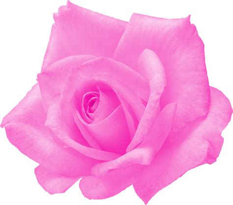 6 Pink Rose Png Transparent