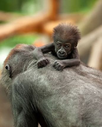 Liefste bezoekers, zoo antwerpen sluit op vraag van de overheid vanaf maandag 2. ZOO Antwerpen | Ledenvoordeel