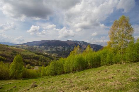 Spring Landscape With Young Greenery In The Mountains Carpathians