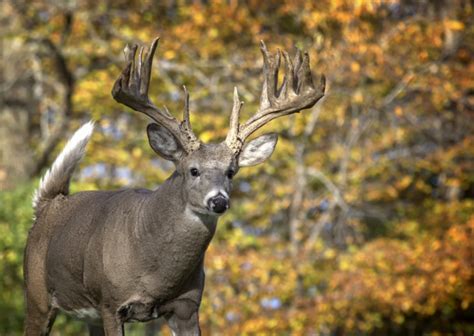 Michigan Best Places To Hunt Deer In The State Game And Fish