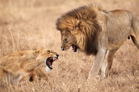 Lion And Lioness Fighting Stock Photo Download Image Now Istock