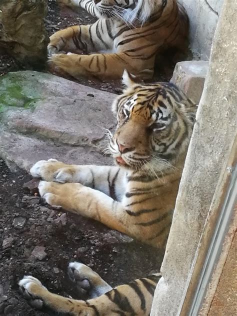 Not Sure If This Is Appropriate In This Sub But This Tiger Showed A