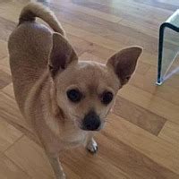 Meet your new best friend. Scottsdale, AZ - Chihuahua Mix. Meet Selena a Dog for ...