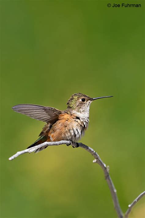 Rufous Hummingbird Joe Fuhrman Photography