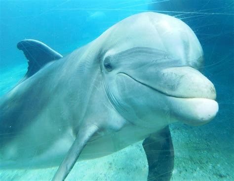 Dolphin Cove Seaworld Orlando Dolphins Wiki Fandom