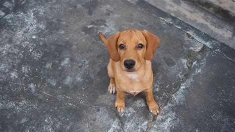 Beago Beagle And Golden Retriever Mix Info Pictures Traits Hepper