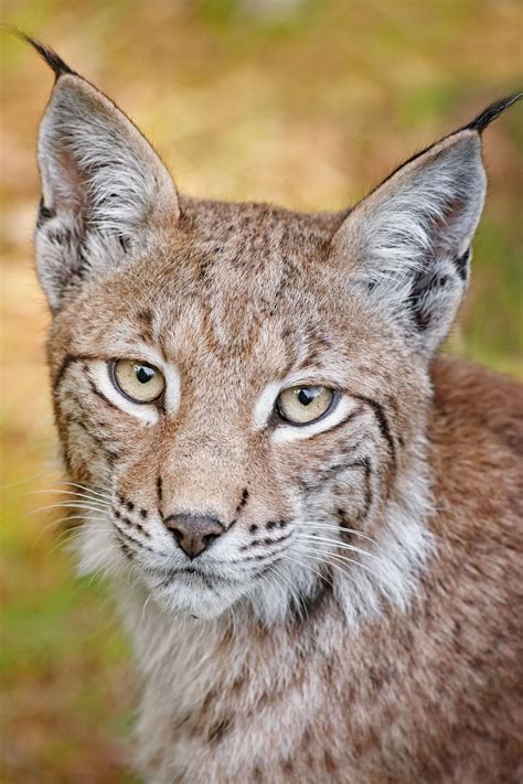 Lynx Captive Small Wild Cats Lynx Beautiful Cats