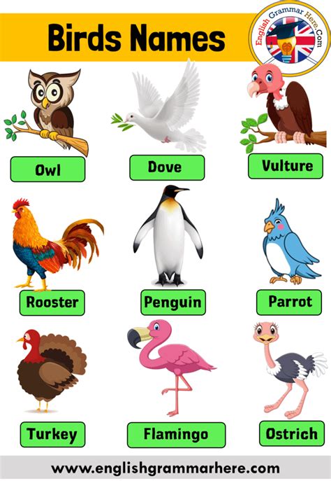 20 Birds Name Birds Name List English Grammar Here