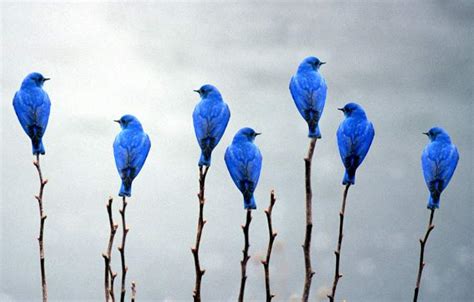 Uccelli Azzurri Romoletto Blog