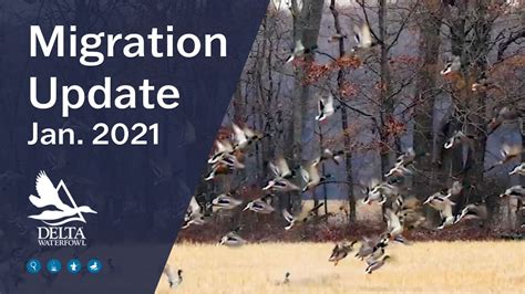 January 2021 Migration Update Delta Waterfowl