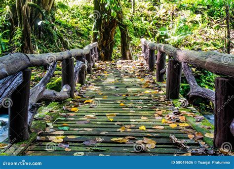 Wooden Bridge In Tropical Rain Forest Stock Photo Image Of Horrible