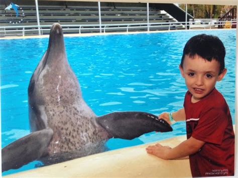 Shaking Hands With Zippy Picture Of Pet Porpoise Pool Dolphin