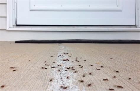 Swarming Termites How To Get Rid Of Them In The House