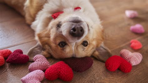 Valentine Dog Ts Toys And Treats For Your Furry Valentine