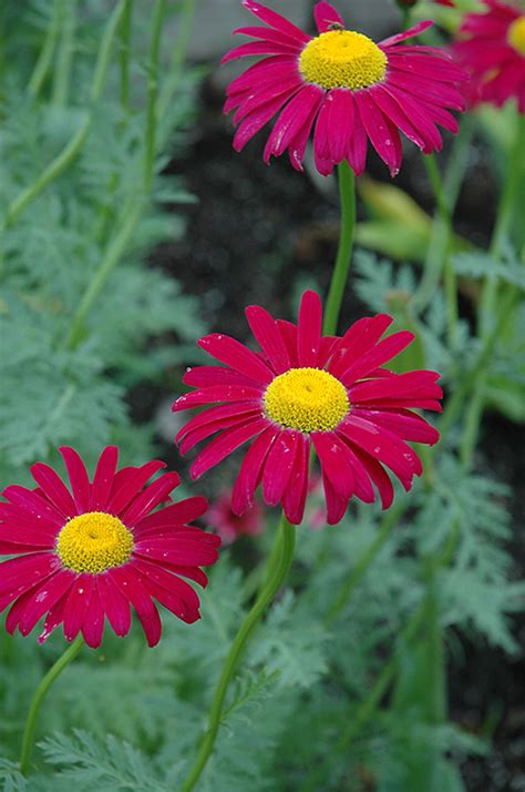 Robinson S Red Painted Daisy Tanacetum Coccineum Robinson S Red In