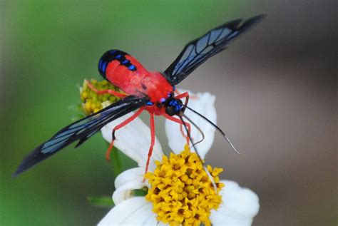 Field Notes And Photos Scarlet Bodied Wasp Moth