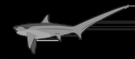 Thresher Shark Fish Species Guide Angling Direct