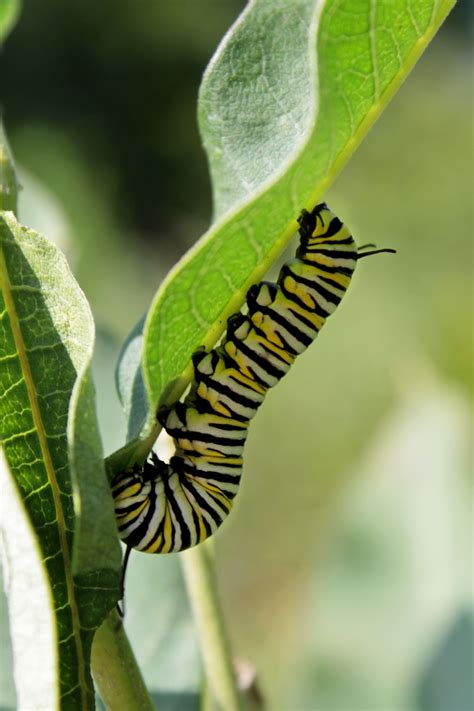 Monarch Caterpillar Bichos