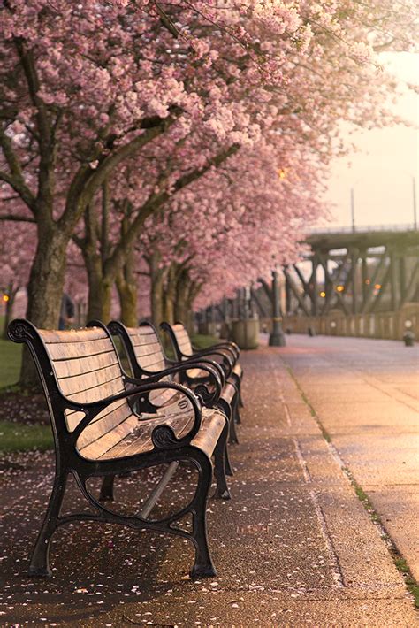 Portland Waterfront Cherry Blossoms Print That Oregon Life