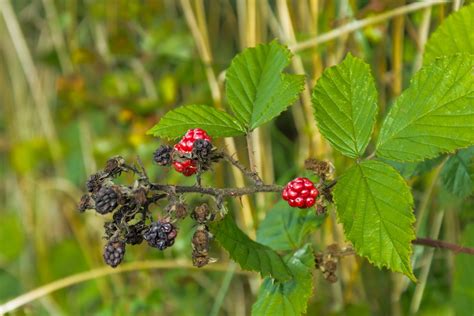 Blackberries Berry Leaf · Free Photo On Pixabay